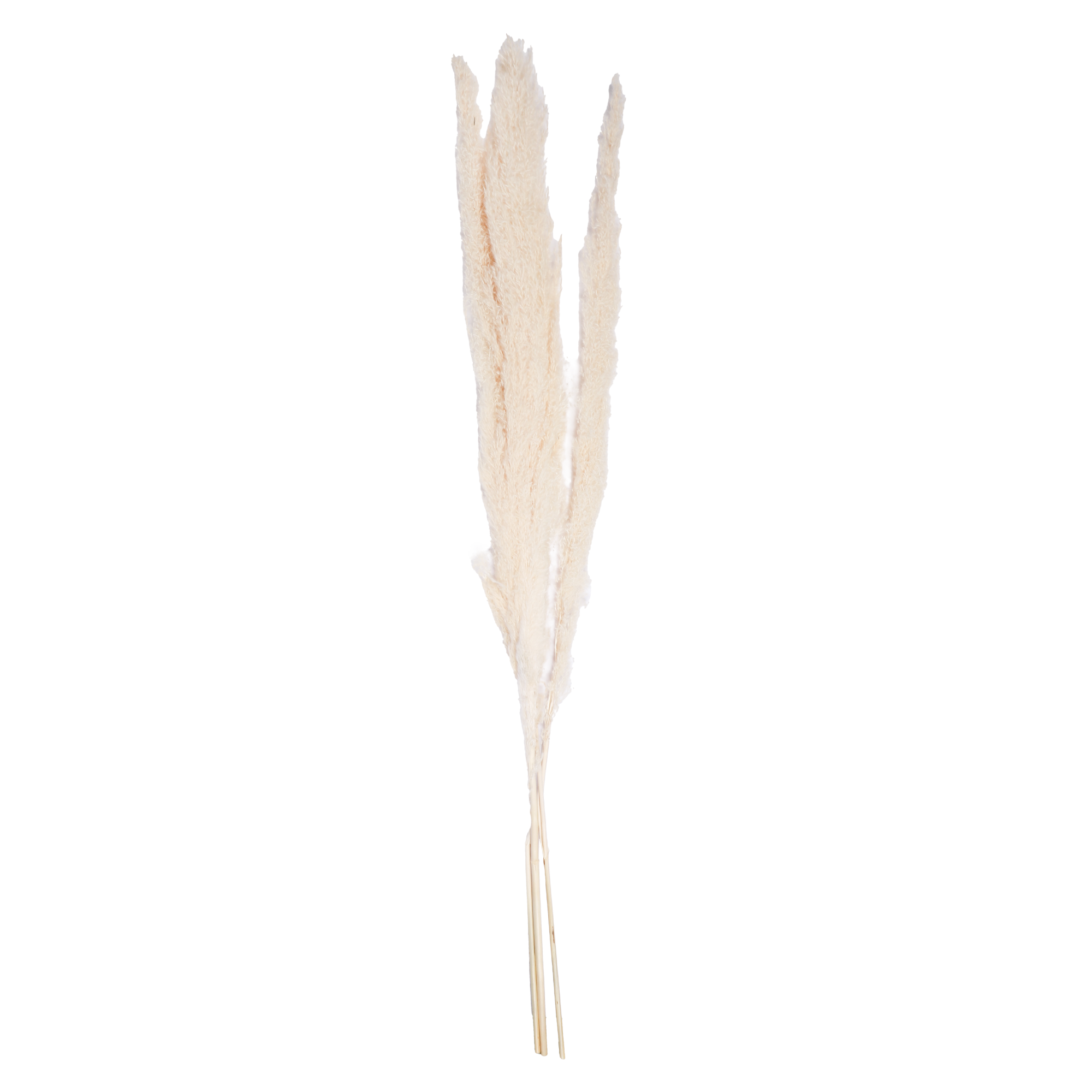 Set de 3 Pampas