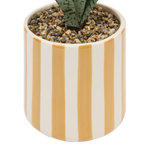 Plante verte pot céramique à rayures