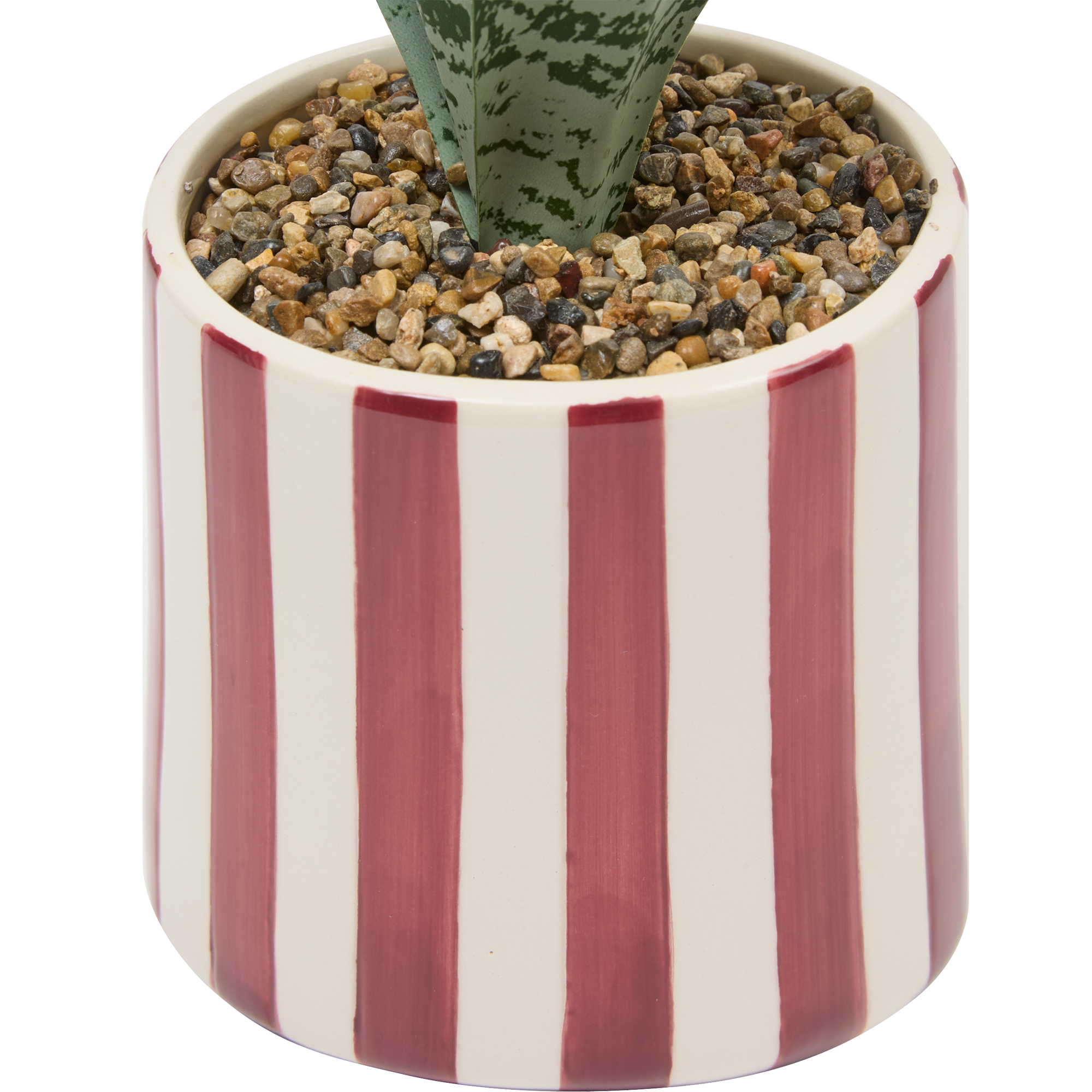 Plante verte pot céramique à rayures