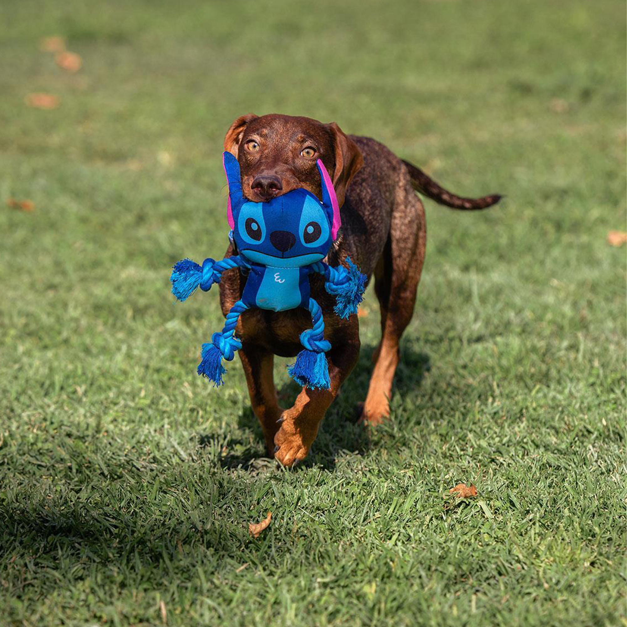 Jouet pour chien monstre Stitch