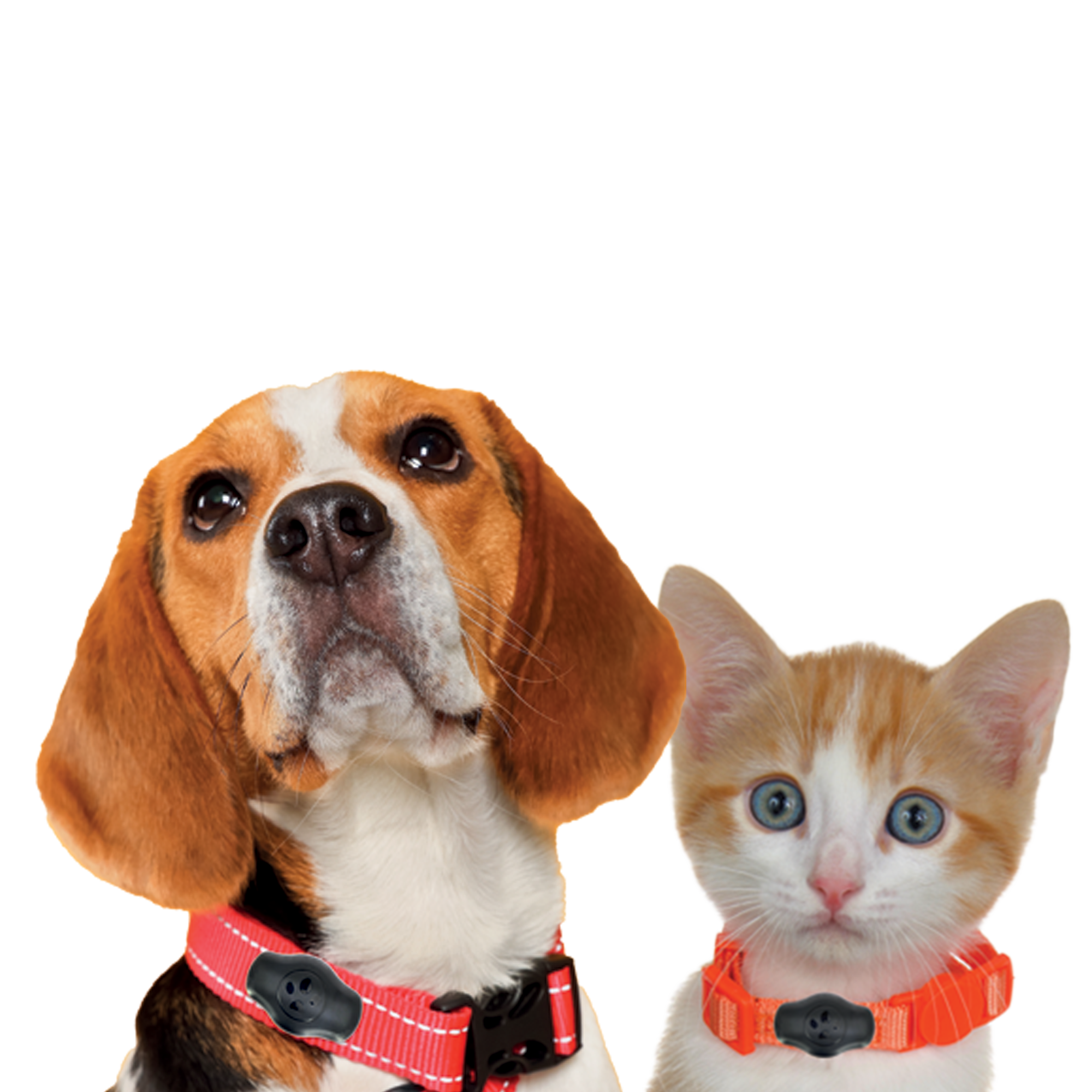 Etui traceur Airtag pour collier d'animal