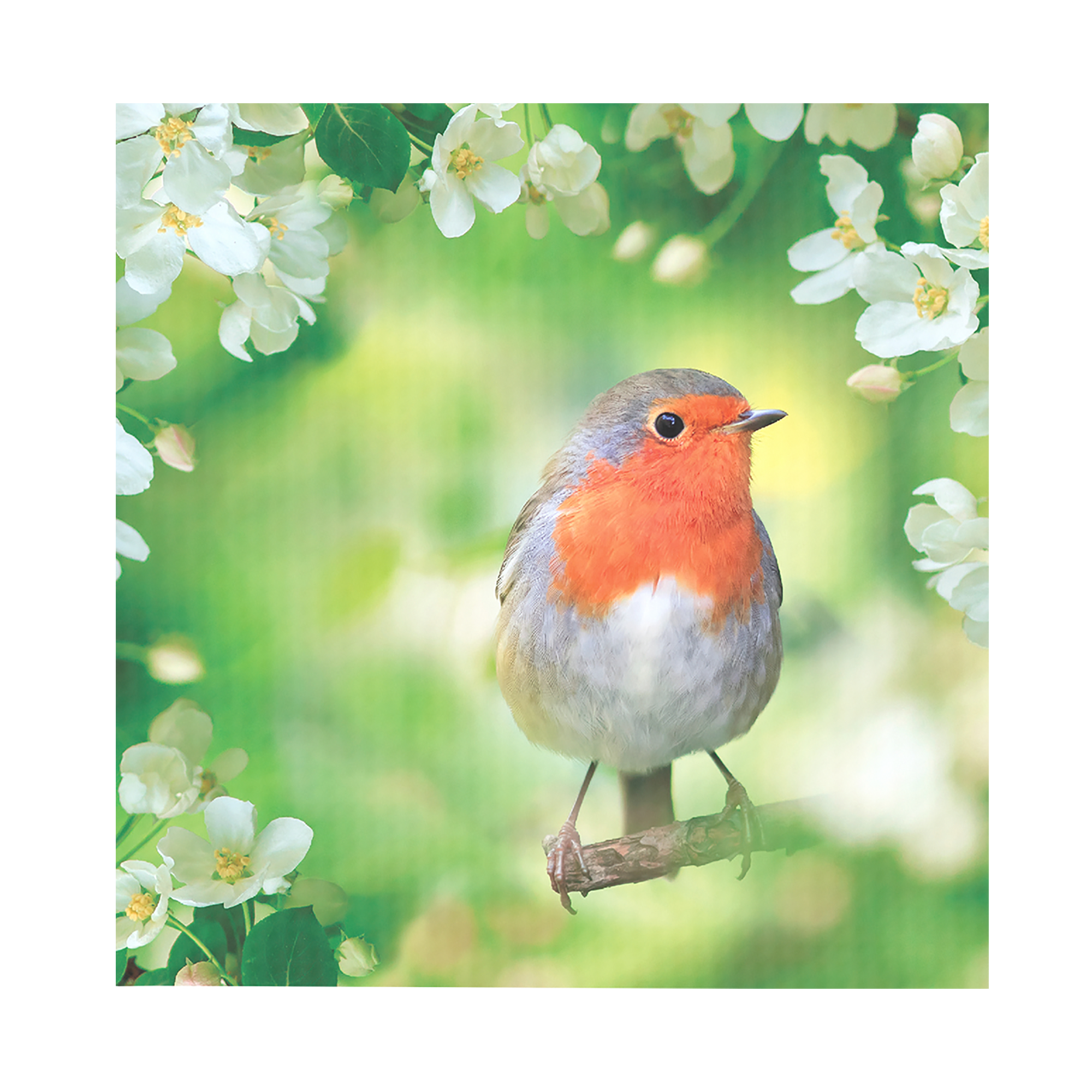 40 serviettes jetables Oiseau