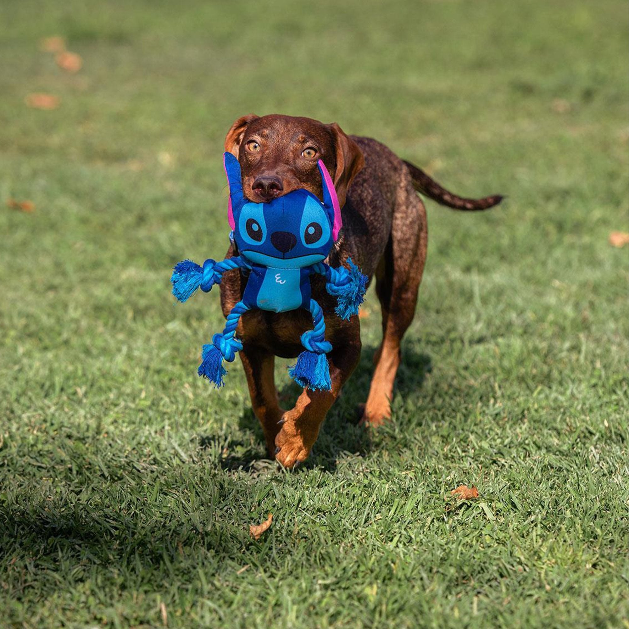 POS003_optimized_68e1fa969b47a_2025-10-05_04-56-54.jpg